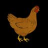 Chicken!