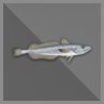 100 kg Silver Hake