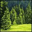 Summer Glade
