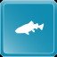 Redtail catfish