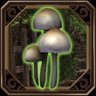Beware of Mushrooms