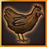 Chickens