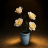 Sowing Hope