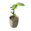 plant_in_roof