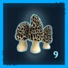 Mushroom Hunter Level 9