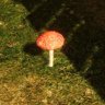 Picked a poisonous mushroom