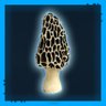 The First Morel