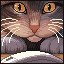 Cat and mouse