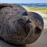 Seal Rescuer
