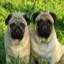 Pug