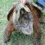 Macrochelys Temminckii