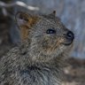 Quokka