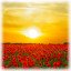Kiosk Item Unlocked: Poppy Field