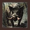 The Boar is King Now