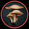 Fungus