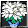 Lilies