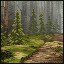 Forest trail