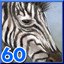 Zebras