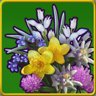 Alpine Flowers