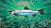 Salmon Master