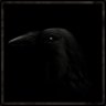 Freed the bird