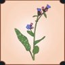 Lungwort