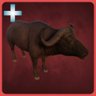 Buffalo