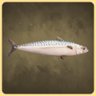 Mackerel