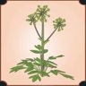 Angelica