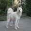Akita-inu