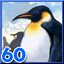 King Penguins