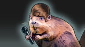 Just in beaver