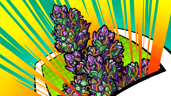 Purple Durple
