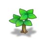 Growing Peach Tree