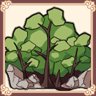 Forest Freak