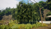 Bamboo Grove