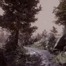The Forest