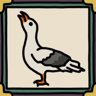 A seagulls