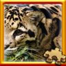 Big Cat Complete!