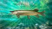 Pike Master