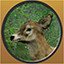 Doe