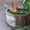菜狗