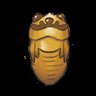Cicada Shell