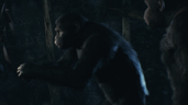 Hail to the Chimp