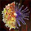 Research:  Cephad Zoa