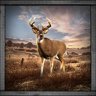 Whitetail Hunter