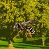 Bees?