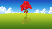 Pelargonium