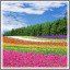 Kiosk Item Unlocked: RAINBOW FIELD