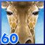 Giraffes